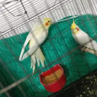 عروس لوتینو