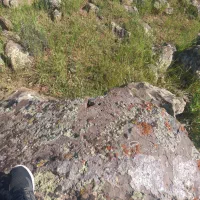 گندم 2تن به فروش میرسد