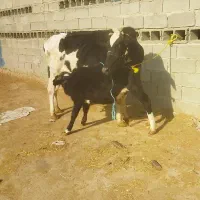 گاو دامداری و داشت درجه یک|حیوانات مزرعه|باوی, |دیوار