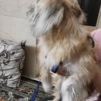 سگ رسیده شده