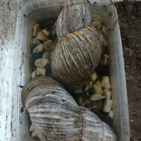 حلزون نژاد دار آفریقایی