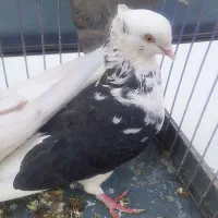 دوعدد کبوتر باهم ۵۰۰|پرنده|قم, حاج زینل|دیوار