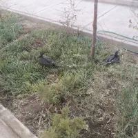 خانم دانشجو ترجیحا مجرد و شهرستانی