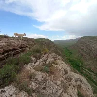 توله ماده ۳ماهه