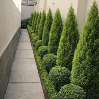 نهالستان لاوسون طراحی و اجرا