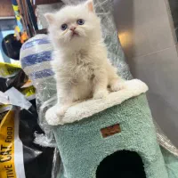 گربه پرشین سوپرفلت