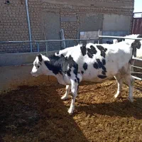 تلیسه سر سینه