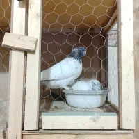 کله دم سبز ،سبز ،شازده سبز