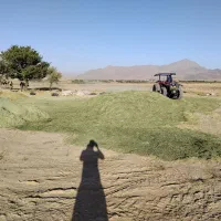 یونجه