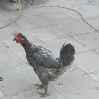 مرغ تخمگذار