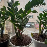 گلدان سرامیکی و سنگی و گل