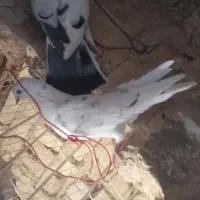 چند جفت کفتر سرور و سوسکی و جوجه