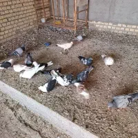 کبوتر