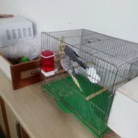 یک جفت عروس هلندی مولد