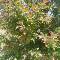 باغ-فروشی-ماهان-کرمان