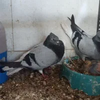 کبوتر دمسفید|پرنده|دوگنبدان, |دیوار