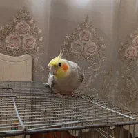 عروس هلندی نر