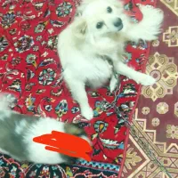 سگ روباهی واگذار