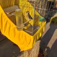 سره نر جوجه سال