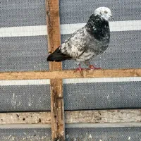 کبوتر پروازی