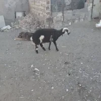 بره ماده پلنگی دوتاش سه ماه قوچ خورده|حیوانات مزرعه|خنداب, |دیوار