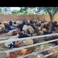 گوسفند زیر نظر دامپزشکی زنده و با پلاک بهداشتی|حیوانات مزرعه|کرج, محمود آباد|دیوار