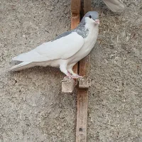 رنگی .کله .سینه .شهری .دم سفید|پرنده|محمله, |دیوار