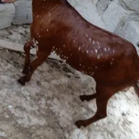 نری چاق