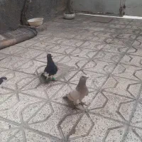 سار ریحانی خرتمی