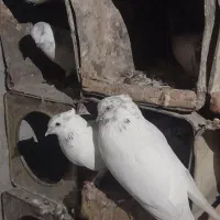 کفتر پرشی کار درست