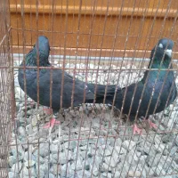 ی جفت کبوتر زاغ قیمت ۷۰۰|پرنده|بابل, |دیوار