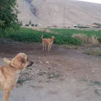 سگ ماده پژدر