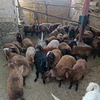 فروش گوسفند زنده  بره نرینه