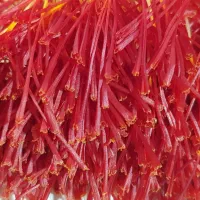 فروش زعفران اصل و ارگانیک