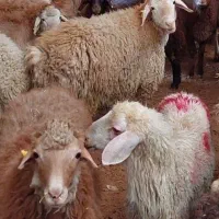 گوسفند زنده باترازوی دیجیتال|حیوانات مزرعه|کرج, کیانمهر|دیوار