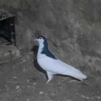 انگشتر .کفتر