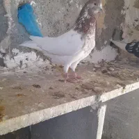 کله دار پرشی