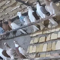 کبوتر رنگی تعداد ۱۷تا