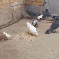 کبوتر|پرنده|اهواز, کمپلو جنوبی|دیوار