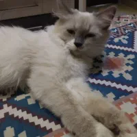 گربه هیمالین اصیل