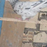 نر پلاکی