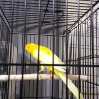 قناری رسمی بلند نر ماده|پرنده|تهران, جنتآباد جنوبی|دیوار