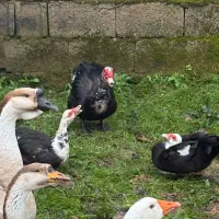 فروش اردک اسرائیلی و غاز