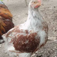 خروس آمریکایی ویاندوت