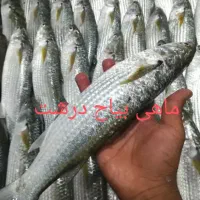 ماهی دریا پرورشی رودخانه همه انواع ماهی مرغ تعونی|ماهی|شوش, |دیوار