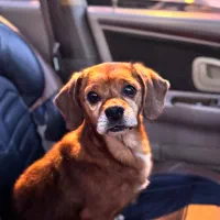 فروش سگ نژاد دار داش هولد