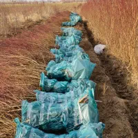 فروش انواع نهال بادام ارگانیک با گواهی اصالت|خدمات باغبانی و درختکاری|محمدشهر, محمدشهر|دیوار