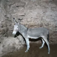 خر نر جوان|حیوانات مزرعه|بجنورد, |دیوار