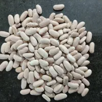 لوبیا کشاورزی درجه یک