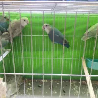 کوتوله برزیلی